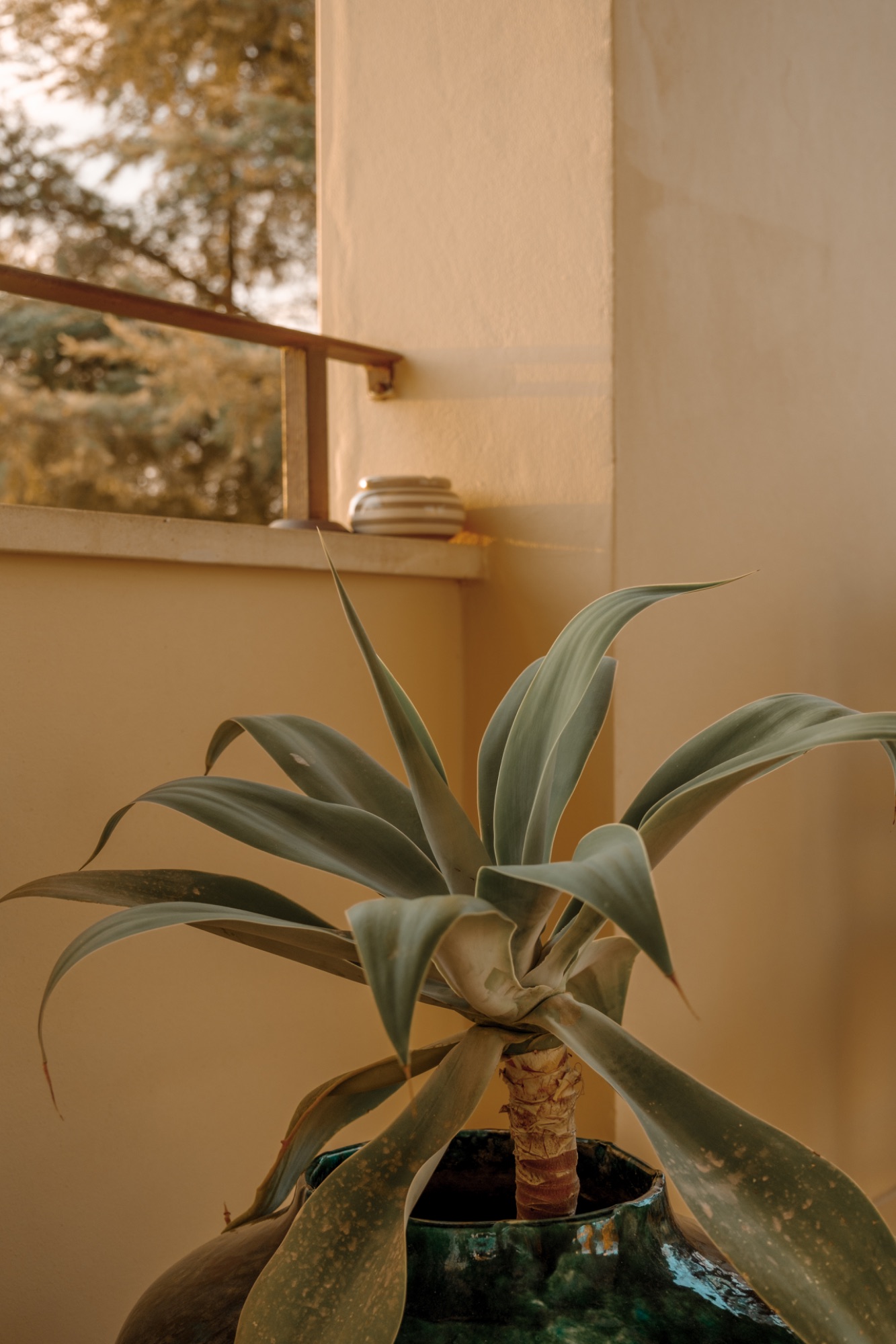 Agave in the garden